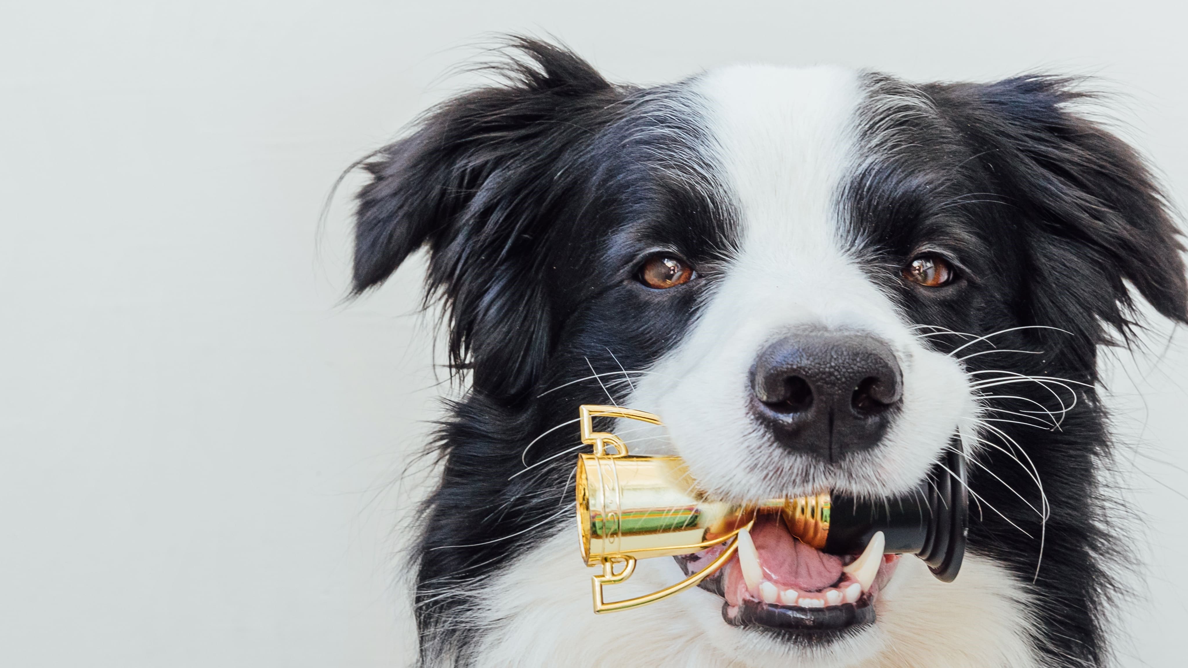 Black and white fluffy dog holding a trophy in his mouth